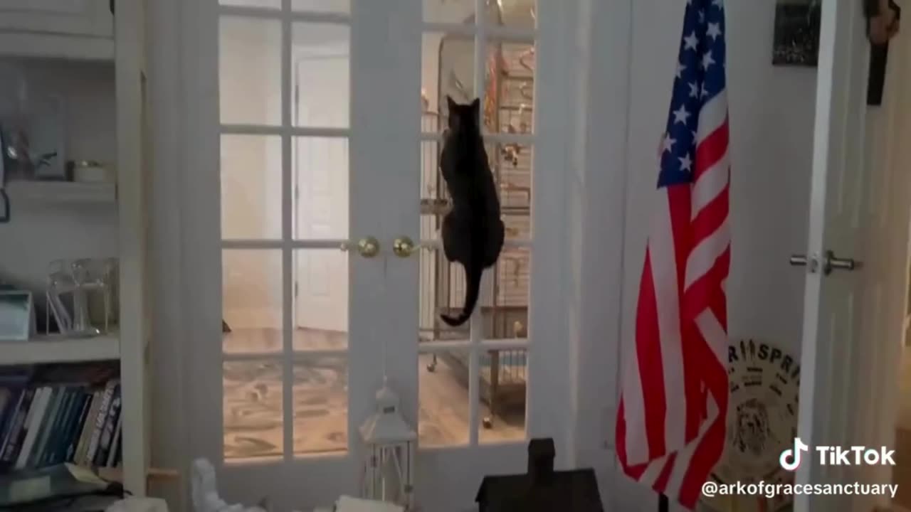 Bird TV Got Esther Acting Wild!