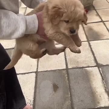 Clumsy Little Dog Playing in Water