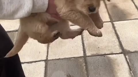 Clumsy Little Dog Playing in Water