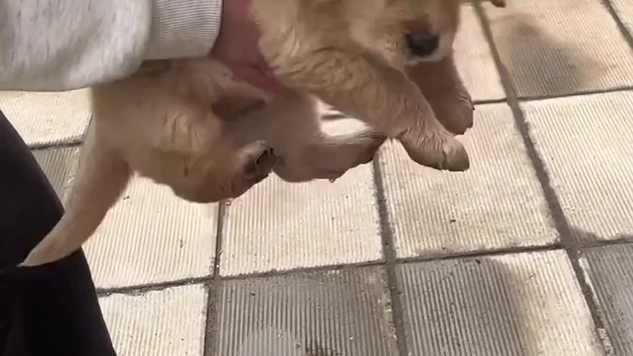 Clumsy Little Dog Playing in Water