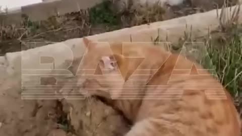 CAT LIVED ON HIS OWNER’S GRAVE FOR 7 YRS😭RESIDENTS CALL HIM THE LOCAL HACHIKO