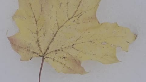 Daily Horoscope | Libra 🌟