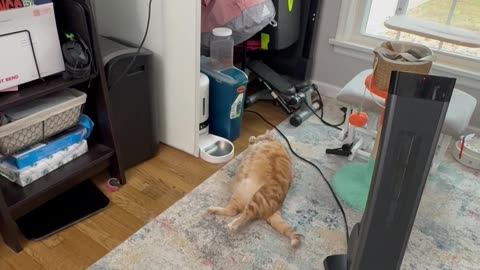 Orange Cat Withering Away by Automatic Feeder