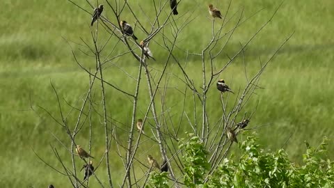 A tree full of Bobolinks