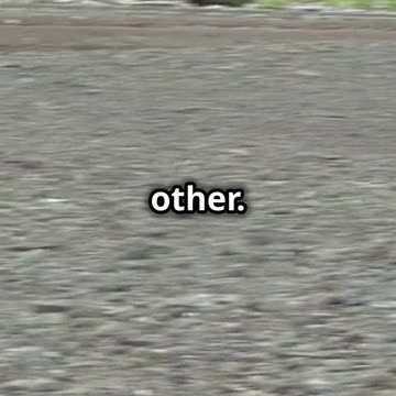 Moose vs Grizzly_ Wild North Showdown!