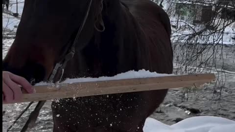 Horse addicted 😂