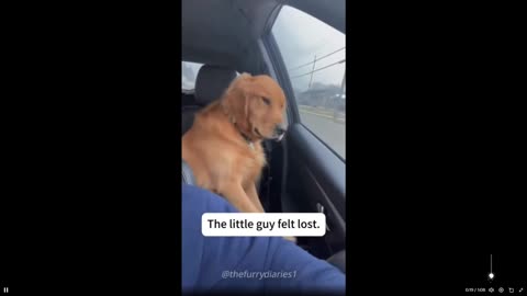 I don’t know how people can do this to a dog!! He's happy now