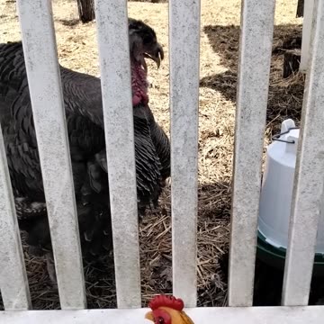 Petunia the turkey