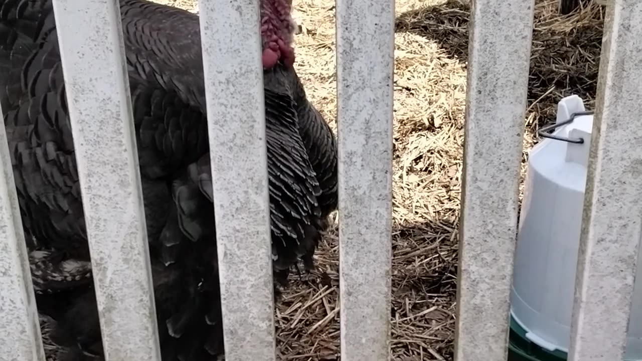 Petunia the turkey