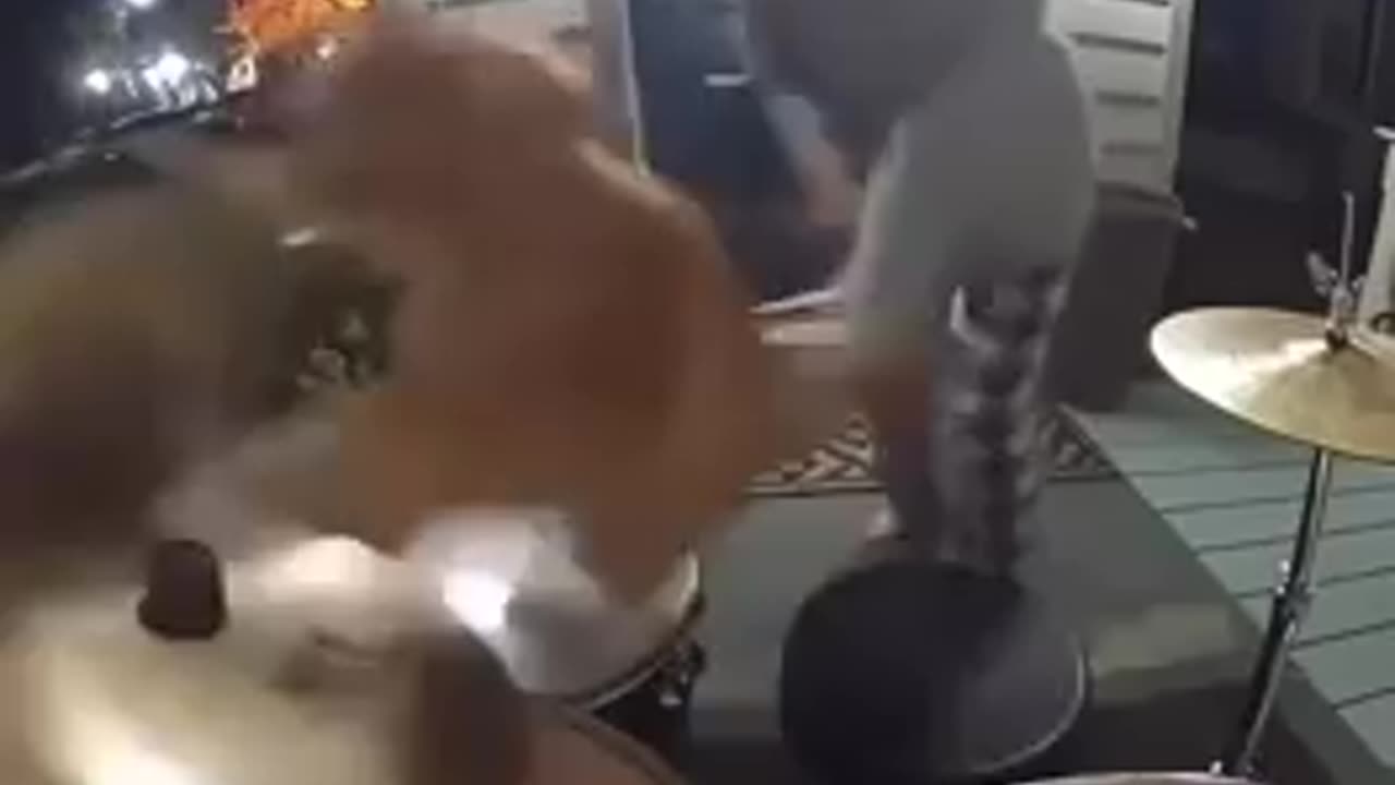 AI Cat Goes FULL MAD on the Drums When Owner Says NO...LOL