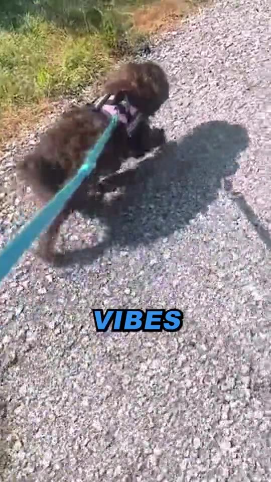 Every dog deserves a harness made just for them