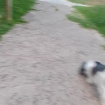 Los peludos en la vereda 07/12/2025