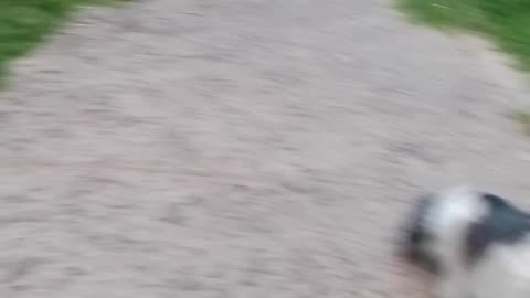 Los peludos en la vereda 07/12/2025