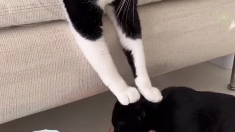 animal cat