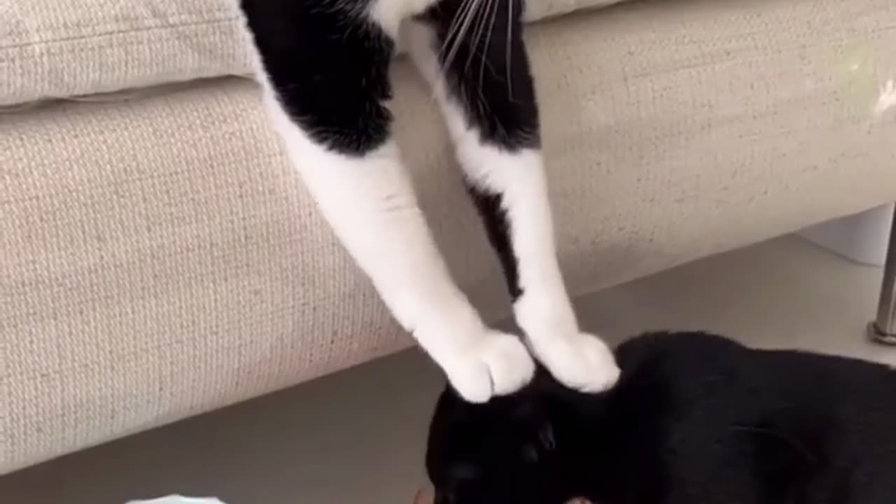 animal cat