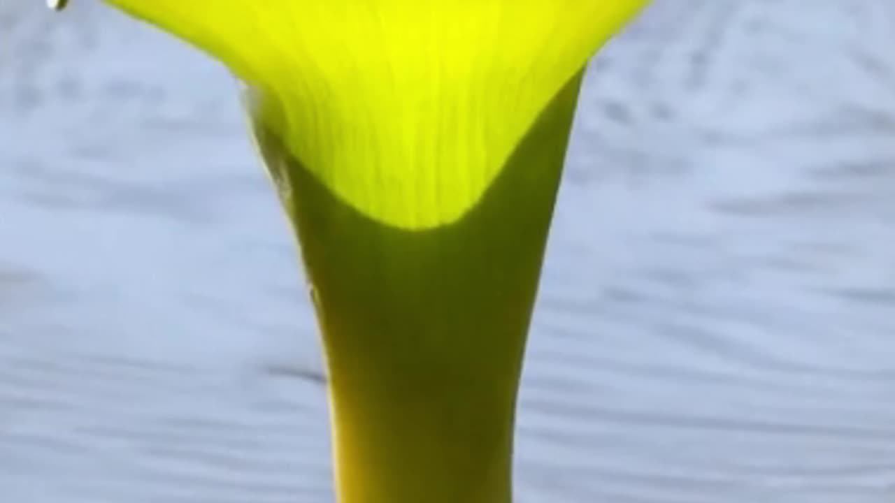The Most Peculiar Botanical Extraordinary Plant-Pop Plant 🌵😱