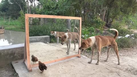 Angry dog VS mirror 😂