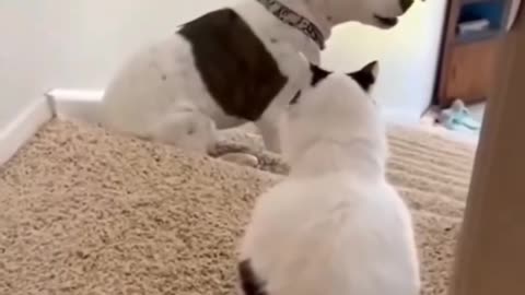 Funny Animals 2025 Funny Cats and Dogs Video Part 4