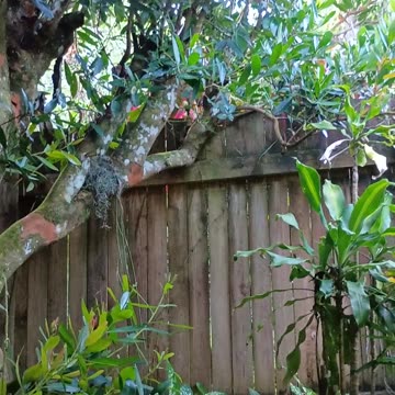 29.12.2024 Sounds of Kuranda