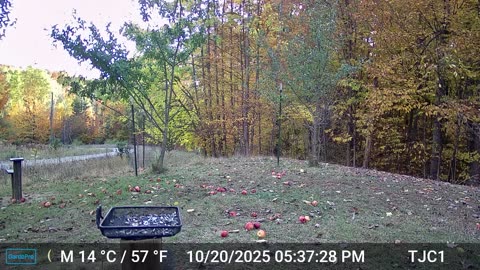Squirrel Jumping On And Off Camera