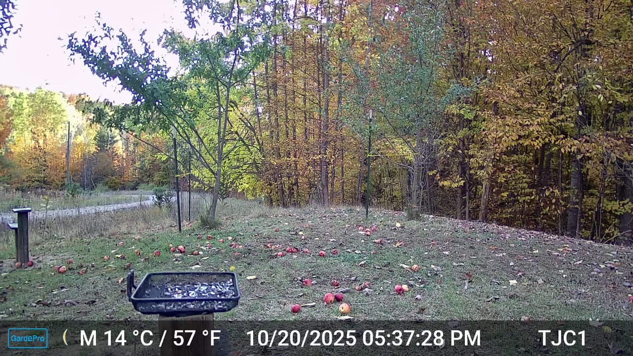 Squirrel Jumping On And Off Camera