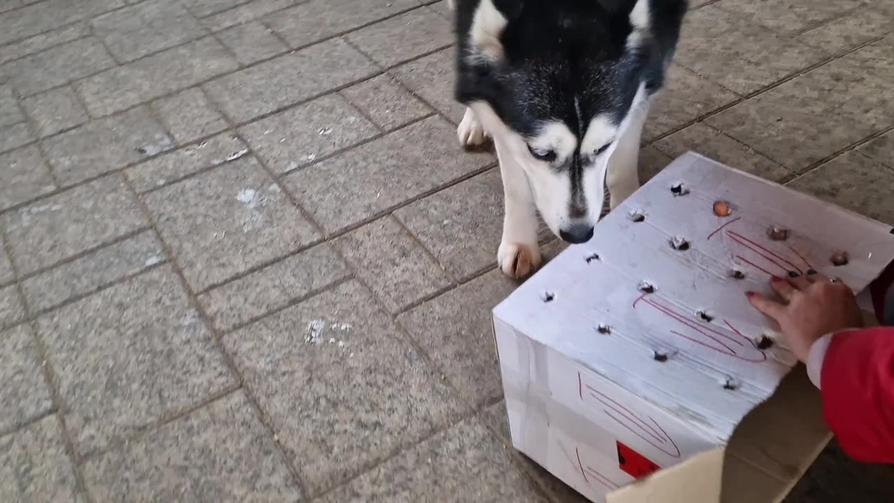 GSD Enzo & Husky Shira vs the sausage challenge