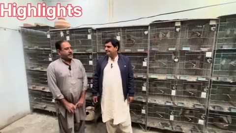 Breed lovebirds with eggs