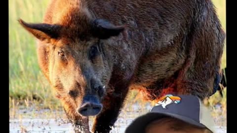 Whats the difference between a feral pig and javelina