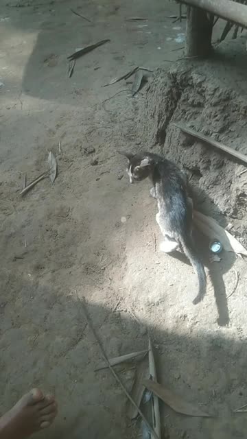 I saw a village funny cat