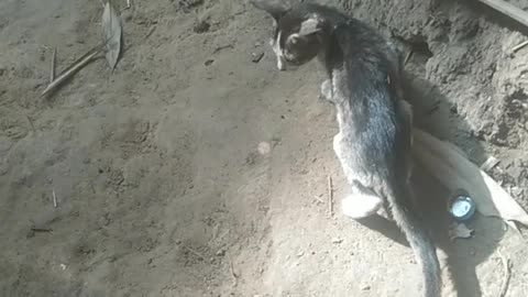 I saw a village funny cat