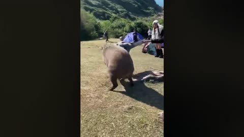 Try Not to Laugh Challenge 🤣 Best Fails of 2024 So Far
