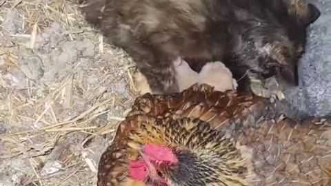 Cat moved her kittens and the chicken followed her