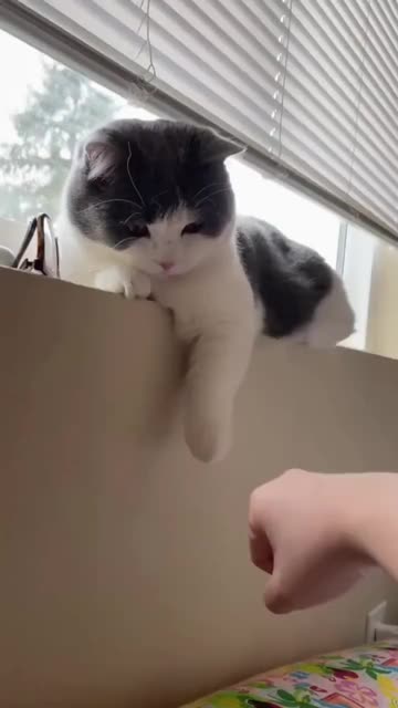 Can cat also do regulator annexation? They are good at human in other ways! 😹