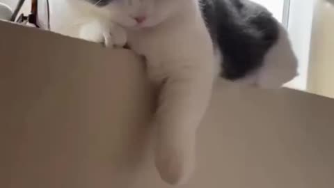 Can cat also do regulator annexation? They are good at human in other ways! 😹