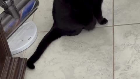 Cute Precious Piper Waits to Go Upstairs - My Adopted Shelter Cat Vlog #shorts