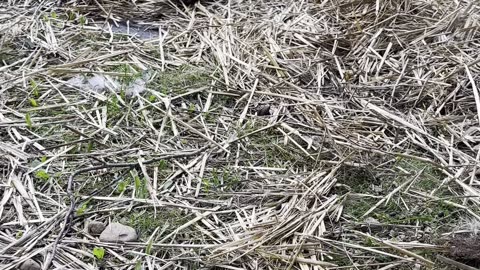 Trött kanin? Kolla in den här sötnosen!