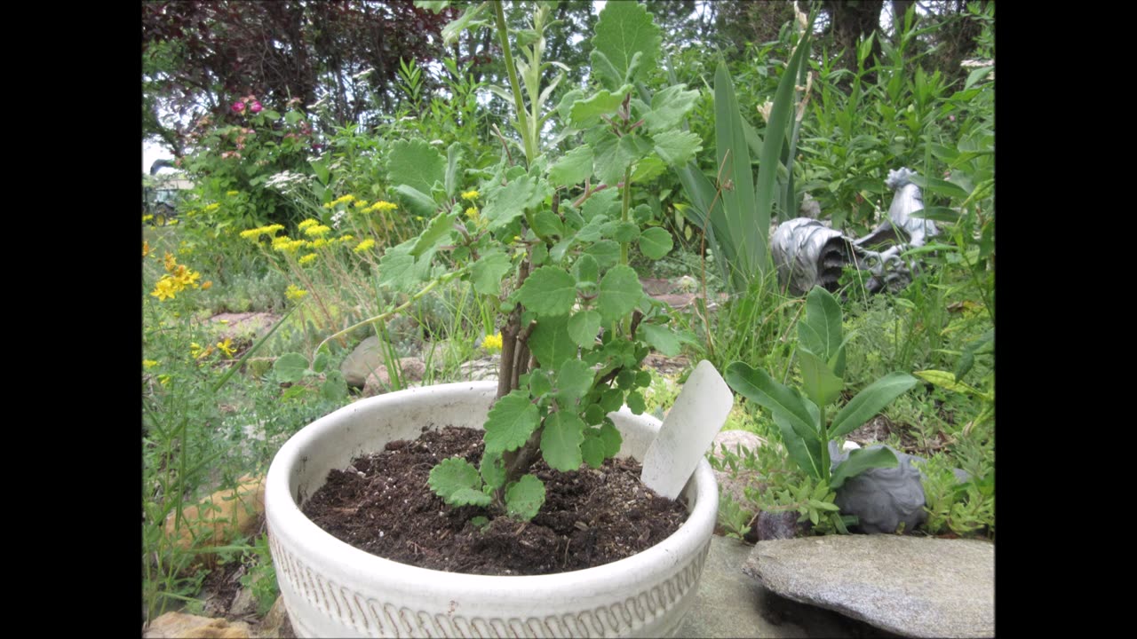 Grows Largely Along River Banks Ginger Bush June 2023