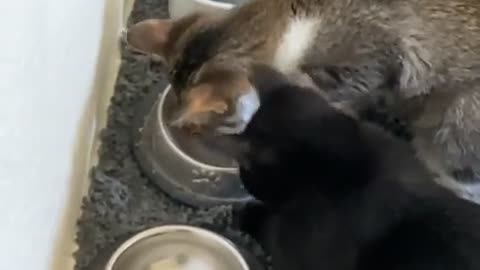 😂🐾 You Won't Believe This Pet's Hilarious Sharing Fail! | FunFM