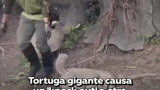 Trabajador de zoológico detiene pelea de dos tortugas gigantes
