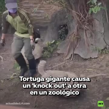 Trabajador de zoológico detiene pelea de dos tortugas gigantes