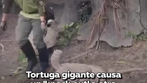 Trabajador de zoológico detiene pelea de dos tortugas gigantes