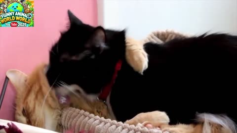 ADORABLE CATS CUDDLING! 🌟 Funny Animal World 2025!