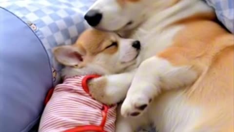 🐶❤️ The Sweetest Hug: Dog Cuddles Baby Like Family👶🐾