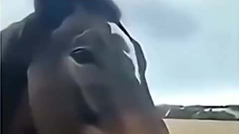 Must Watch: POV: Horse is not horsing #memes #trending #funny