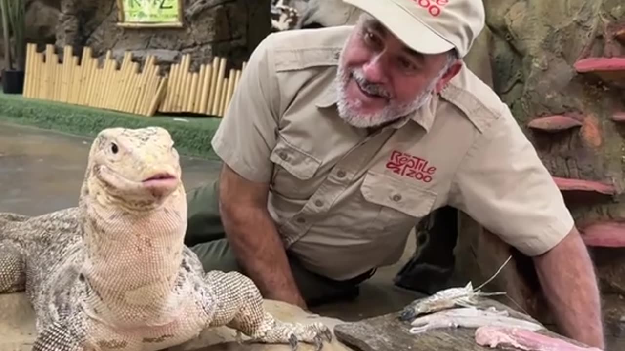 Fabio is a BIG LIZARD 🦎 With an even bigger appetite.
