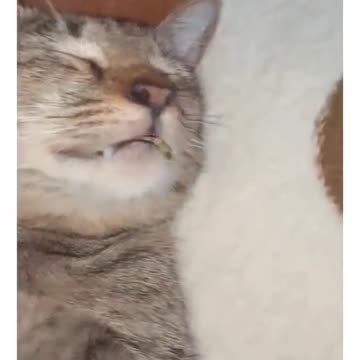 Funny Cat Video 62 - sleeping cat