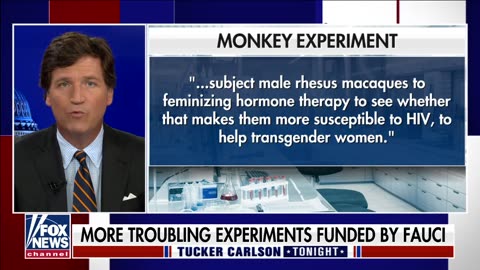 Faucci Funded Transgender Monkeys