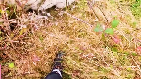 Man Rescues Goat Trapped in Jungle