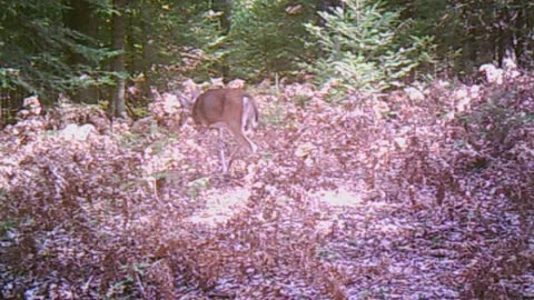 Doe a deer a female deer, a fawn, a buck and a mystery shadow all walk into the woods