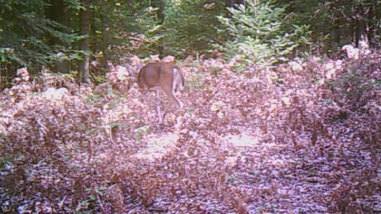 Doe a deer a female deer, a fawn, a buck and a mystery shadow all walk into the woods
